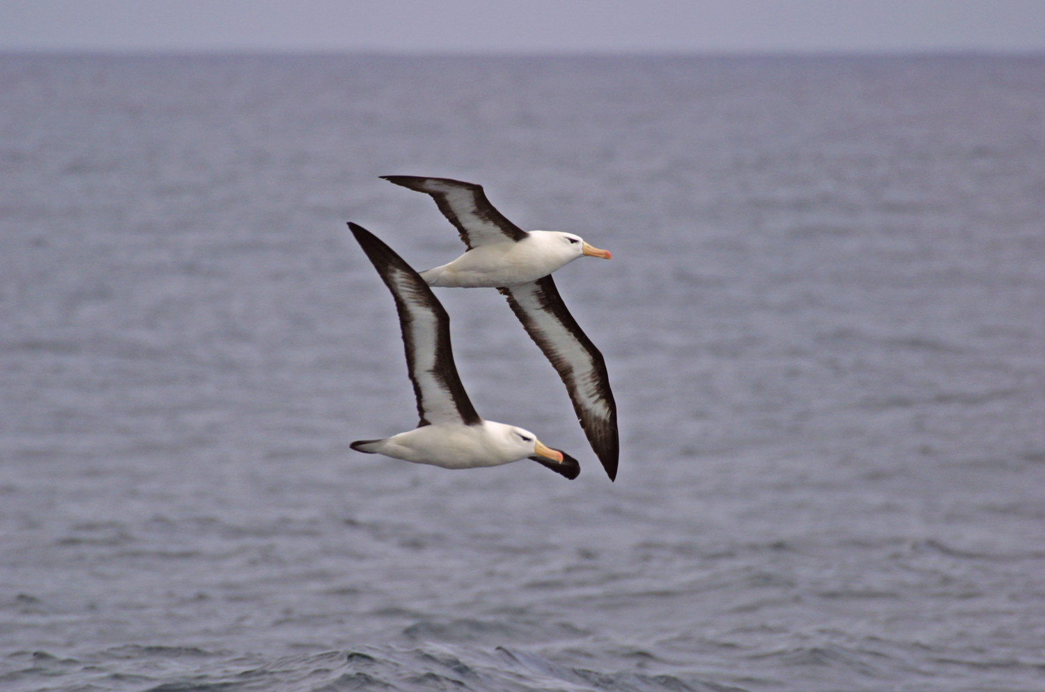 Pair of Black-browed Albatrosses (Diomedia melanophris) in flight