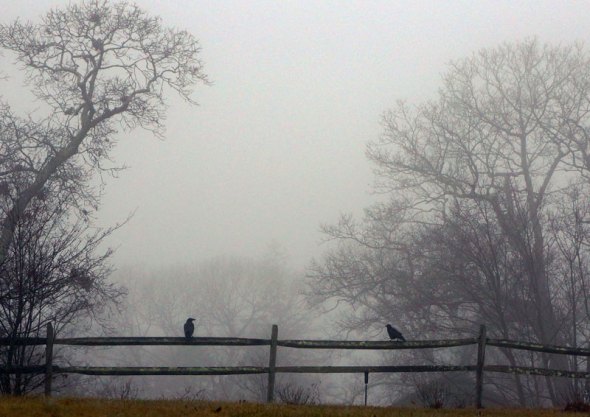 Crows on a dark fence