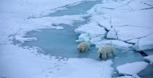 "Polar" by Caitríona O'Reilly